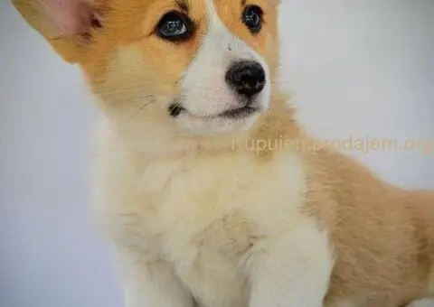 Velski korgi pembrok stenci - 3/15