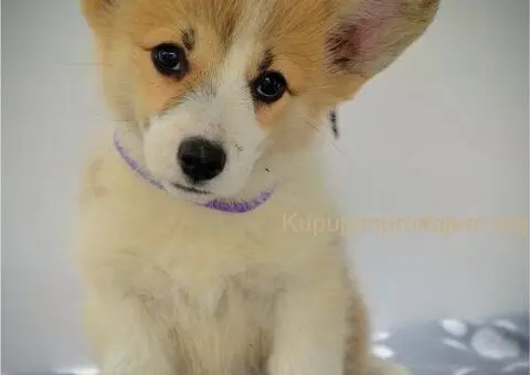 Velski korgi pembrok stenci - 4/15