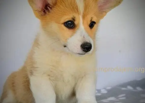 Velski korgi pembrok stenci - 5/15