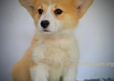 Velski korgi pembrok stenci - 6/15