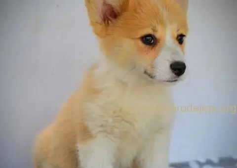 Velski korgi pembrok stenci - 7/15