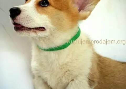 Velski korgi pembrok stenci - 8/15