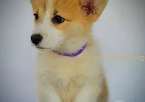 Velski korgi pembrok stenci - 9/15