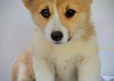 Velski korgi pembrok stenci - 10/15