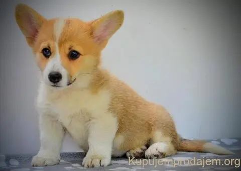 Velski korgi pembrok stenci - 11/15