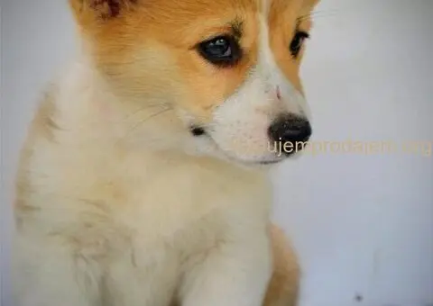 Velski korgi pembrok stenci - 12/15