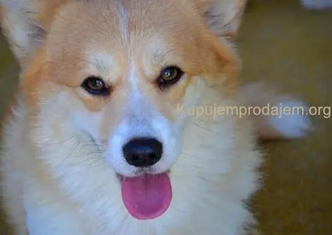 Velski korgi pembrok stenci - 13/15