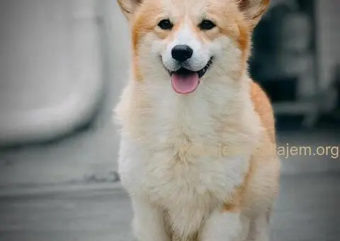 Velski korgi pembrok stenci - 14/15