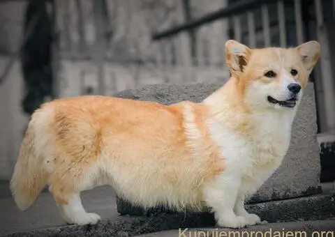 Velski korgi pembrok stenci - 15/15