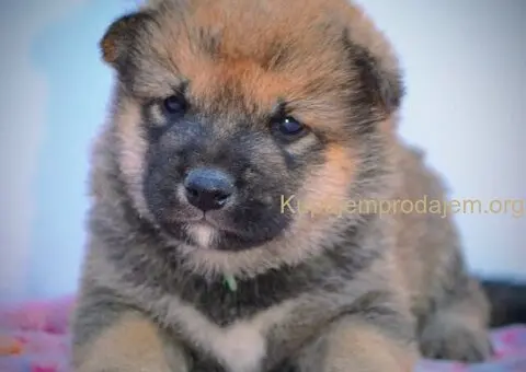 Shiba Inu prelepi štenci - 1/15