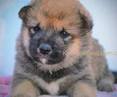 Shiba Inu prelepi štenci