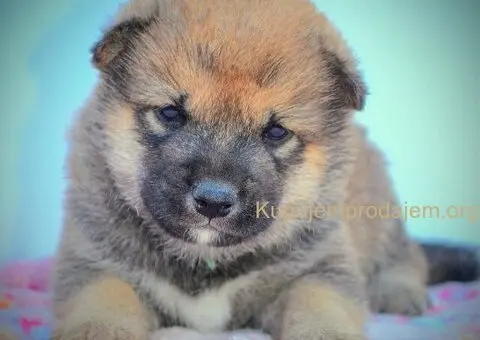 Shiba Inu prelepi štenci - 2/15