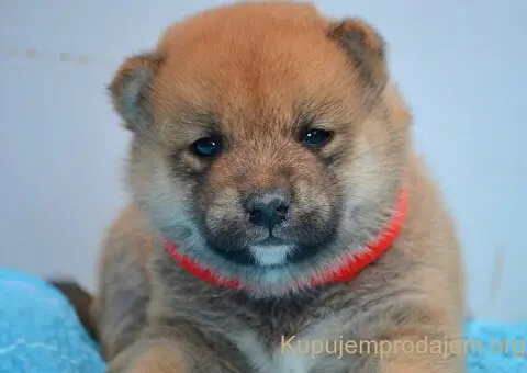 Shiba Inu prelepi štenci - 3/15