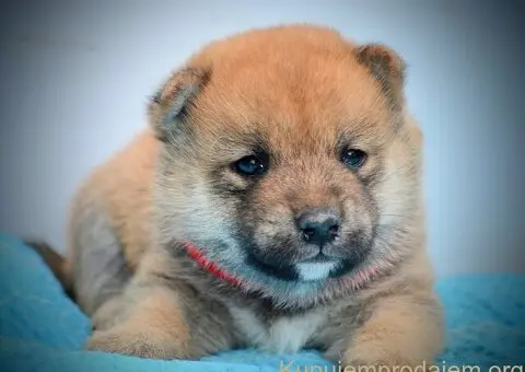 Shiba Inu prelepi štenci - 4/15