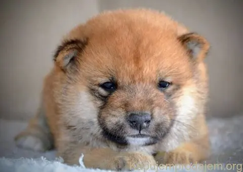 Shiba Inu prelepi štenci - 5/15