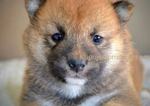 Shiba Inu prelepi štenci - 6/15