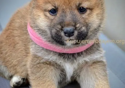 Shiba Inu prelepi štenci - 7/15