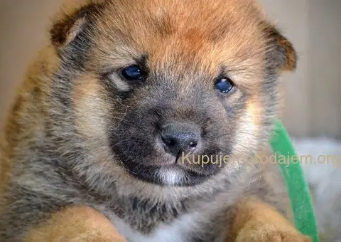 Shiba Inu prelepi štenci - 8/15