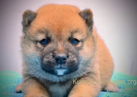 Shiba Inu prelepi štenci - 9/15