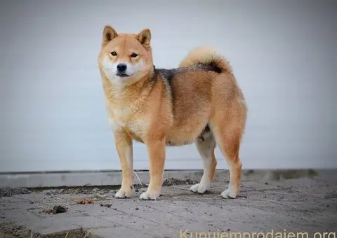 Shiba Inu prelepi štenci - 10/15