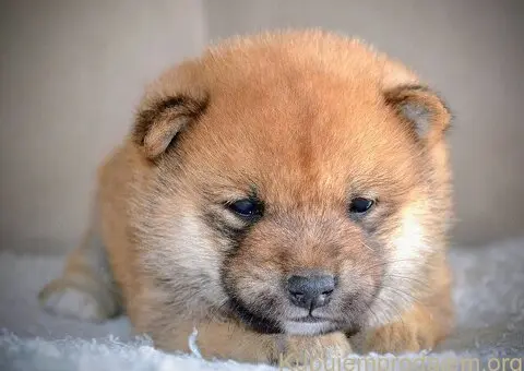 Shiba Inu prelepi štenci - 11/15