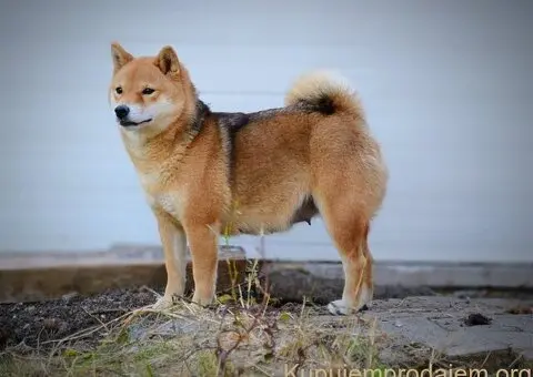 Shiba Inu prelepi štenci - 12/15