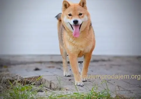 Shiba Inu prelepi štenci - 13/15