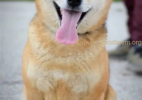 Shiba Inu prelepi štenci - 14/15