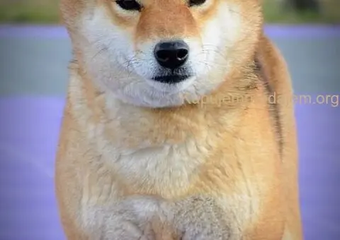 Shiba Inu prelepi štenci - 15/15
