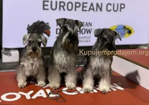 🐕 Patuljasti ŠNAUCERI biber so - 1/6