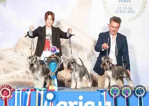 🐕 Patuljasti ŠNAUCERI biber so - 2/6