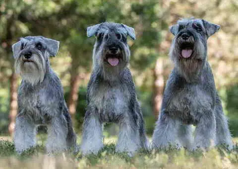 🐕 Patuljasti ŠNAUCERI biber so - 4/6