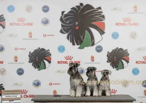 🐕 Patuljasti ŠNAUCERI biber so - 6/6