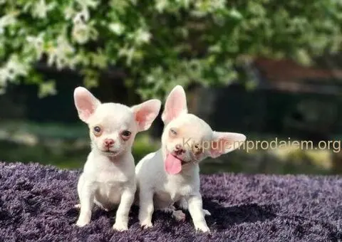 U ponudi Mikro CIVAVE - 1/5