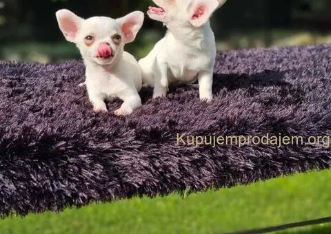 U ponudi Mikro CIVAVE - 2/5