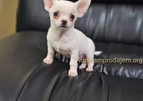 U ponudi Mikro CIVAVE - 4/5