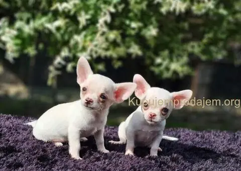 U ponudi Mikro CIVAVE - 5/5