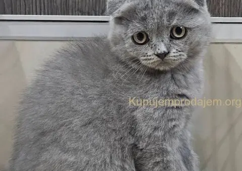 Škotski fold macici - predivni - 1/5