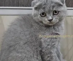 Škotski fold macici - predivni