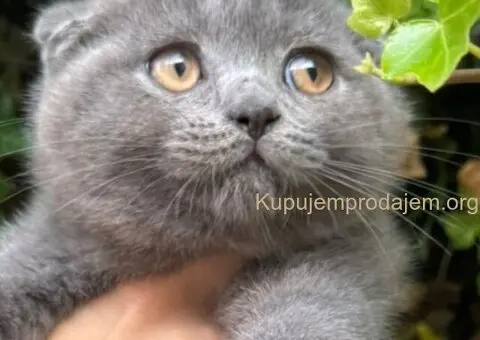 Škotski fold macici - predivni - 2/5