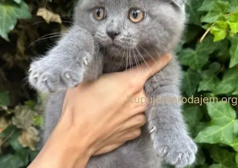 Škotski fold macici - predivni - 3/5