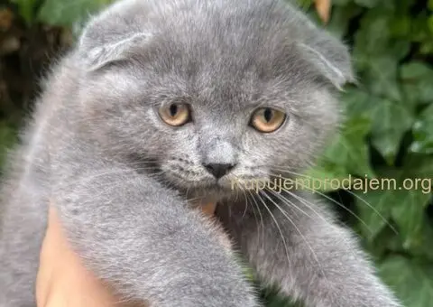 Škotski fold macici - predivni - 4/5