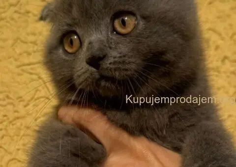 Škotski fold macici - predivni - 5/5