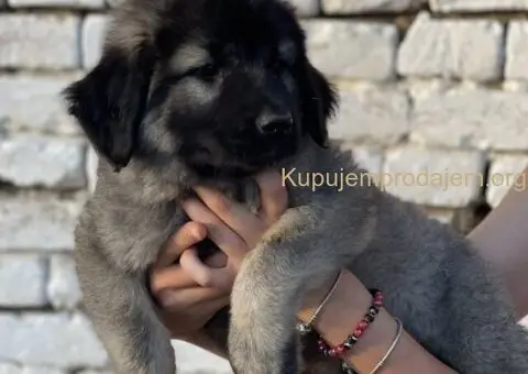 Kavkaski ovčar prelepi štenci - 1/15
