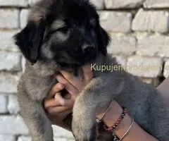 Kavkaski ovčar prelepi štenci
