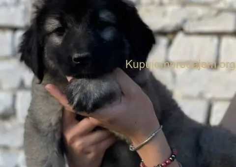 Kavkaski ovčar prelepi štenci - 2/15