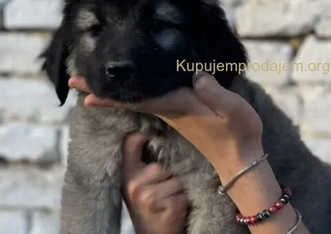 Kavkaski ovčar prelepi štenci - 3/15
