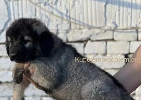 Kavkaski ovčar prelepi štenci - 4/15