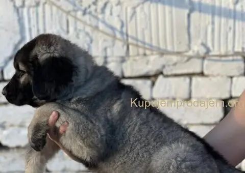Kavkaski ovčar prelepi štenci - 5/15