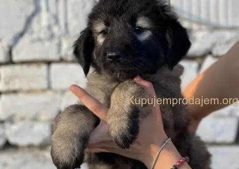 Kavkaski ovčar prelepi štenci - 6/15
